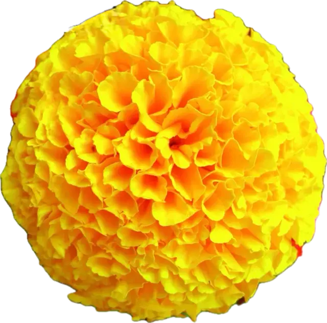 Marigold
