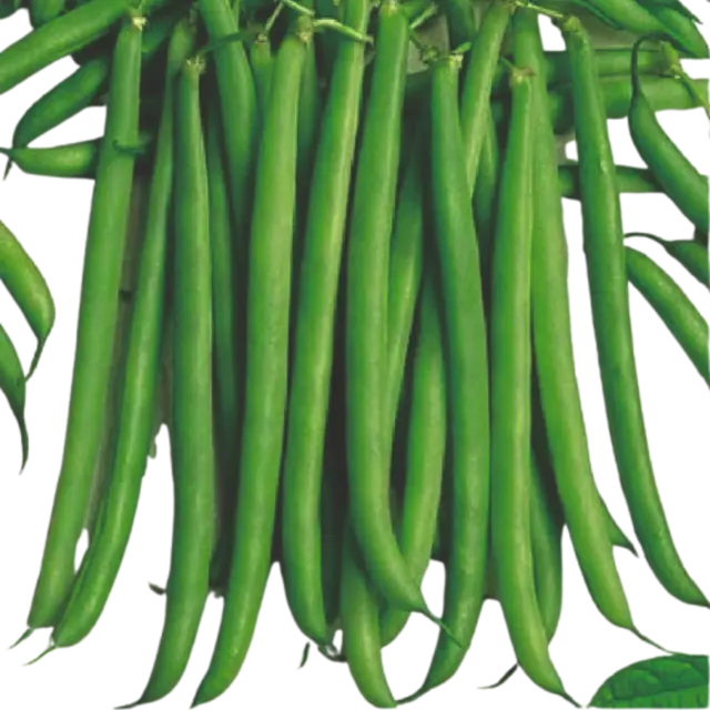 Beans
