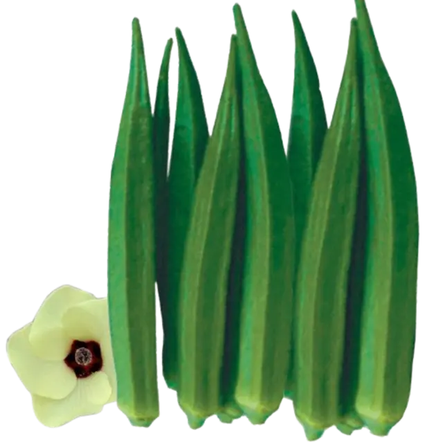 Bhendi (Okra)