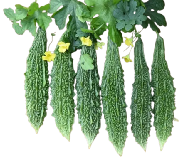 Bitter Gourd