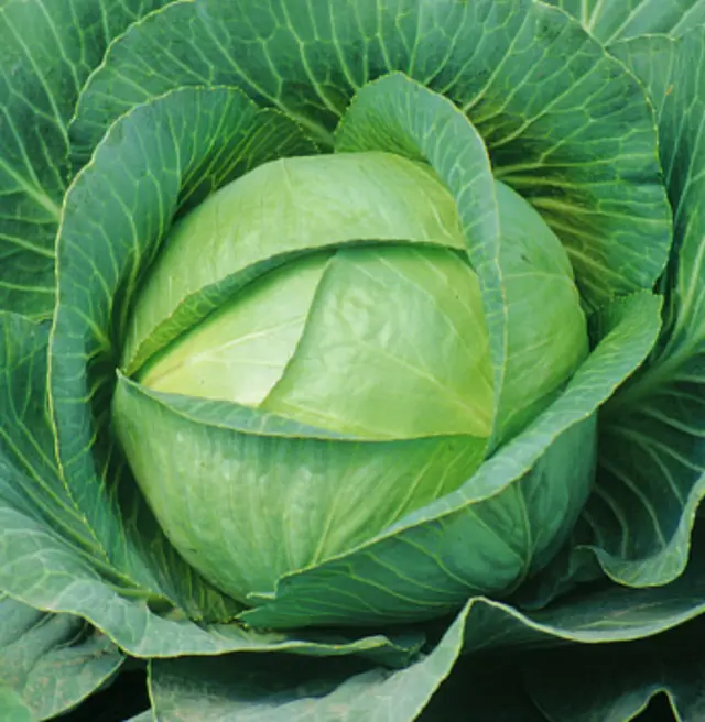 Cabbage