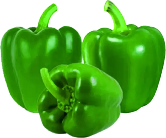 Capsicum