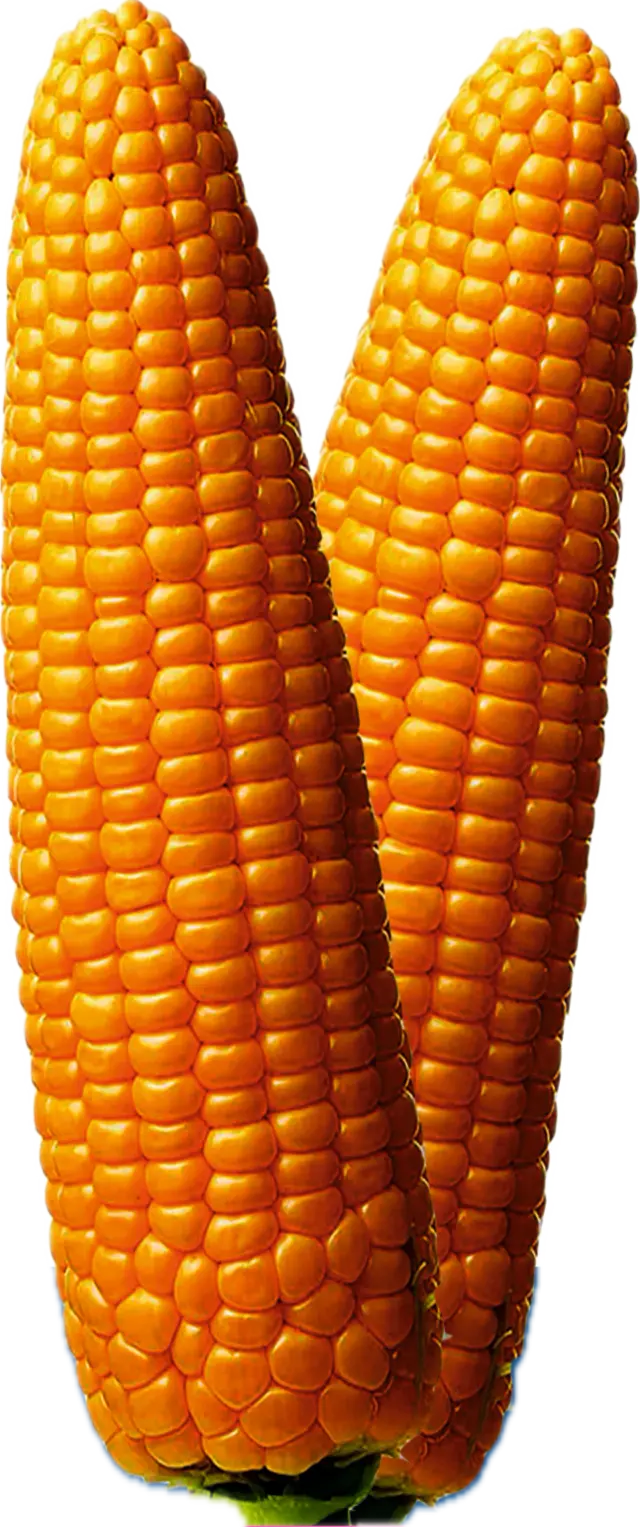 Maize