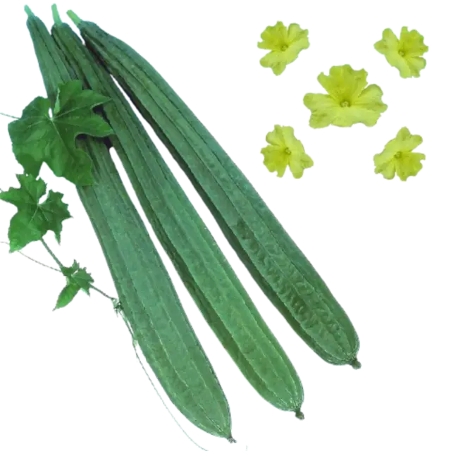Ridge Gourd
