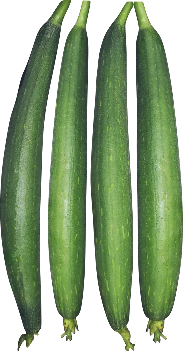 Sponge Gourd